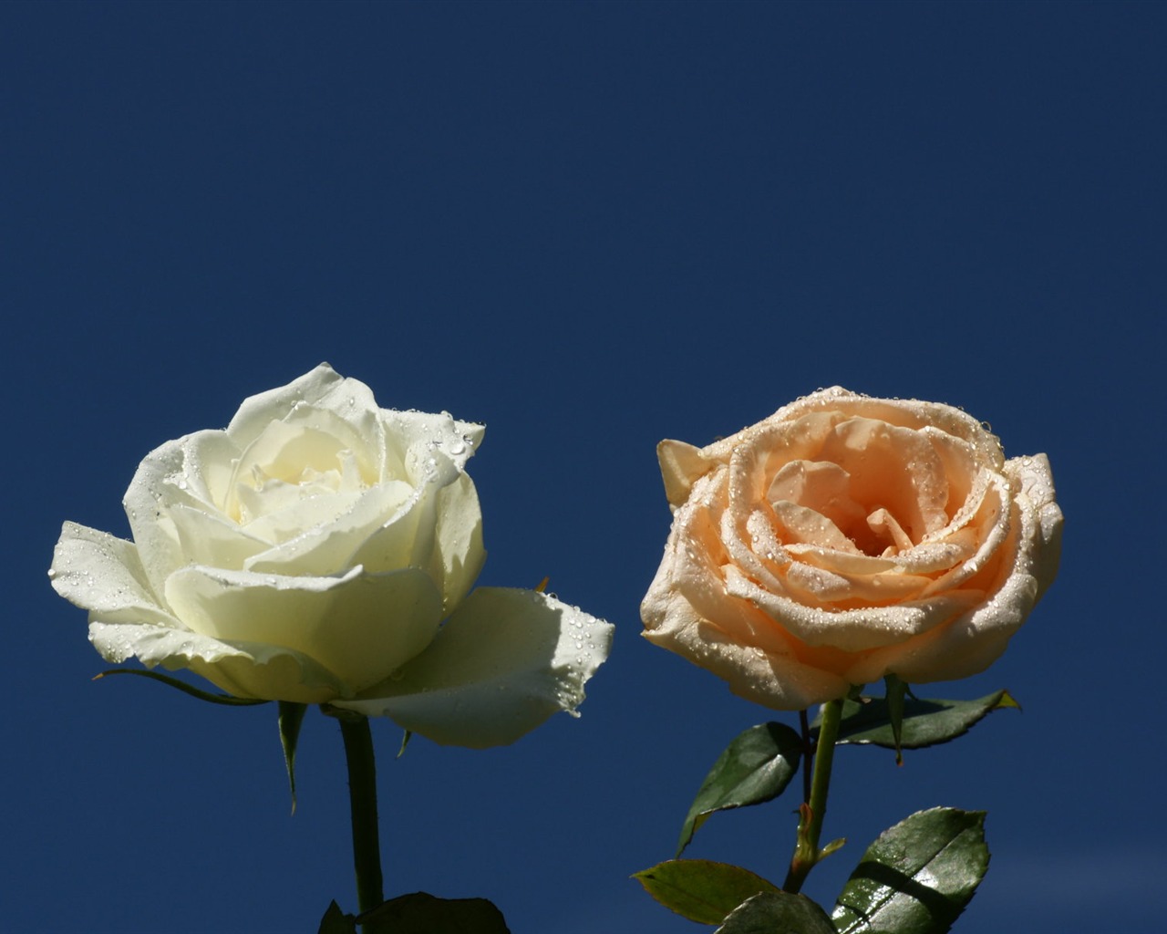 Rose Foto tapety (9) #5 - 1280x1024