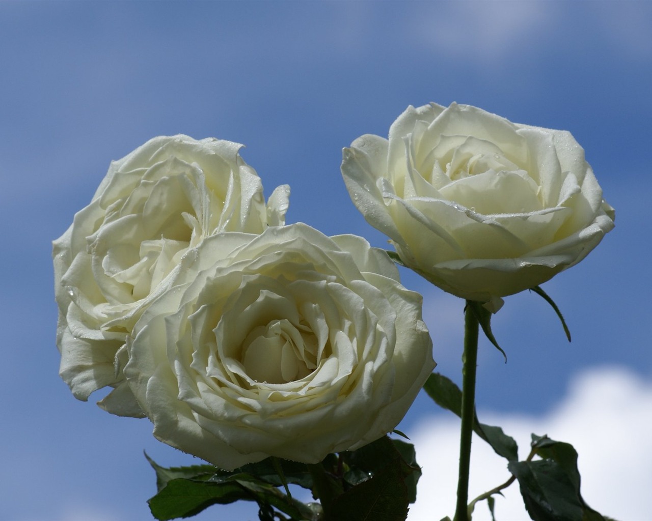 Rose Foto tapety (9) #8 - 1280x1024