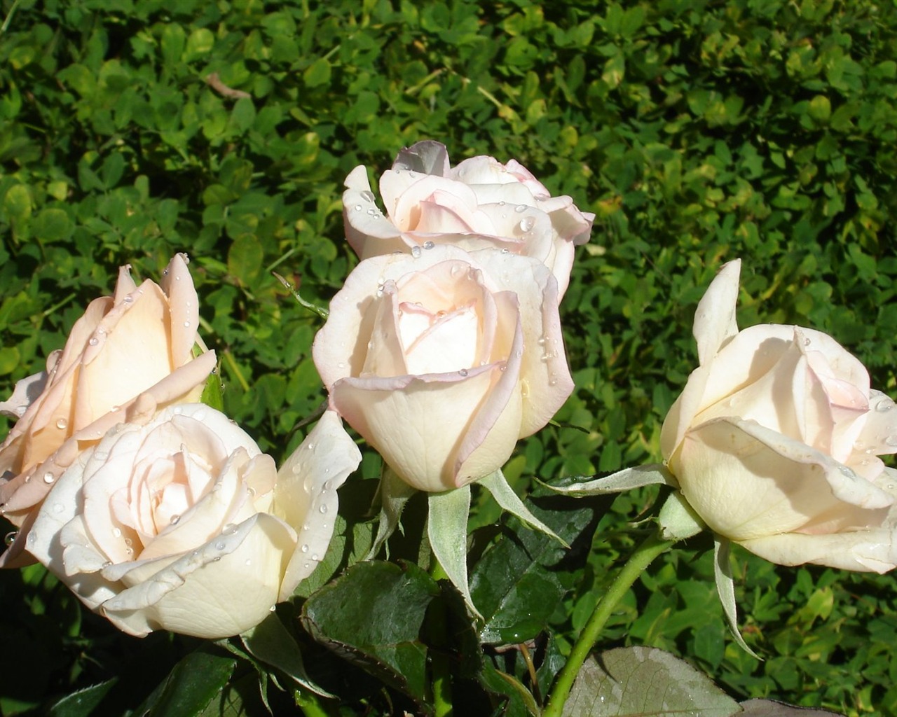 Rose Foto tapety (9) #9 - 1280x1024