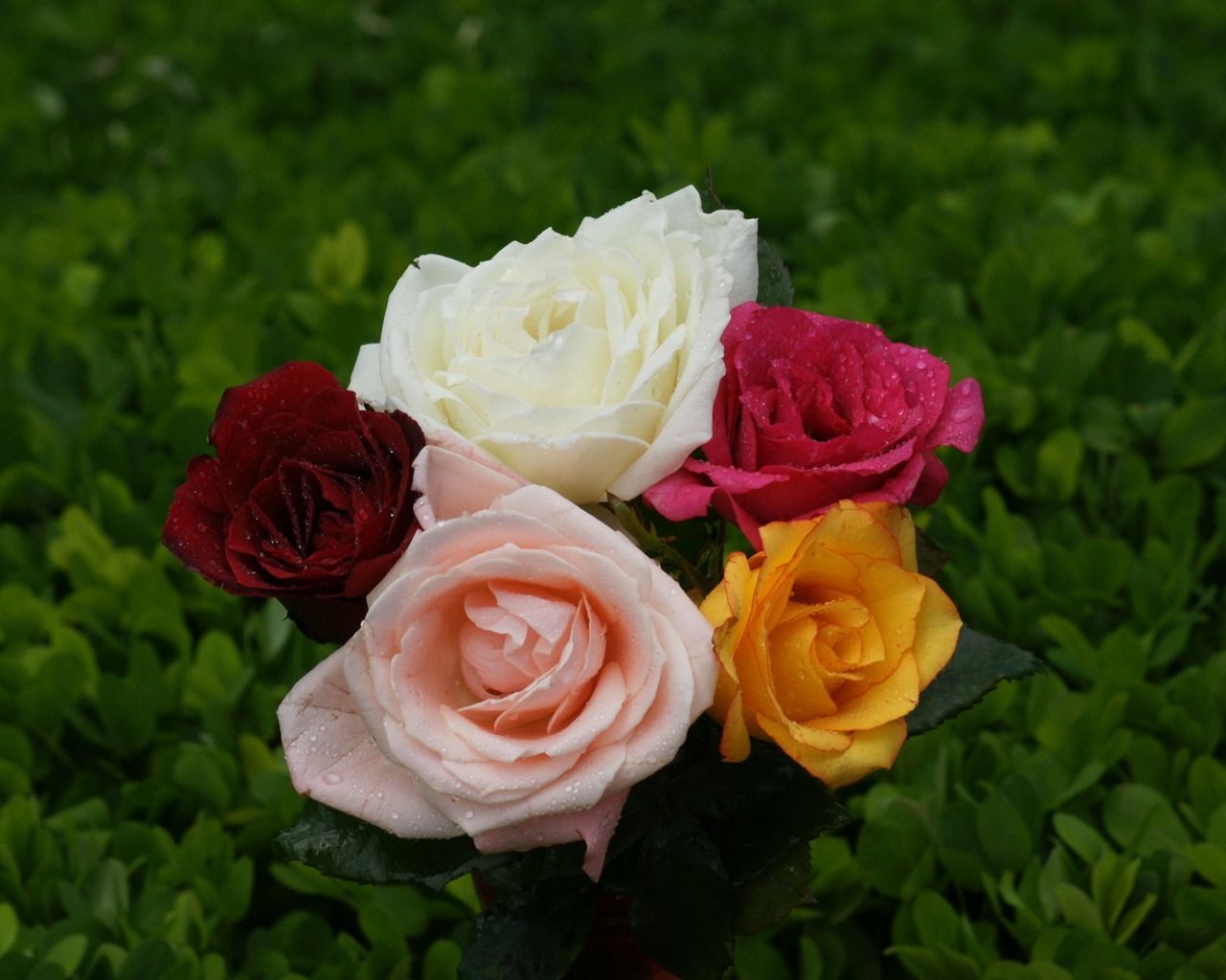 Rose Foto tapety (9) #10 - 1280x1024