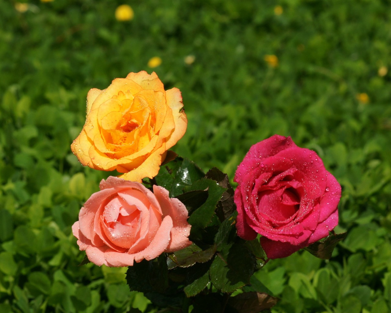 Rose Foto tapety (9) #11 - 1280x1024