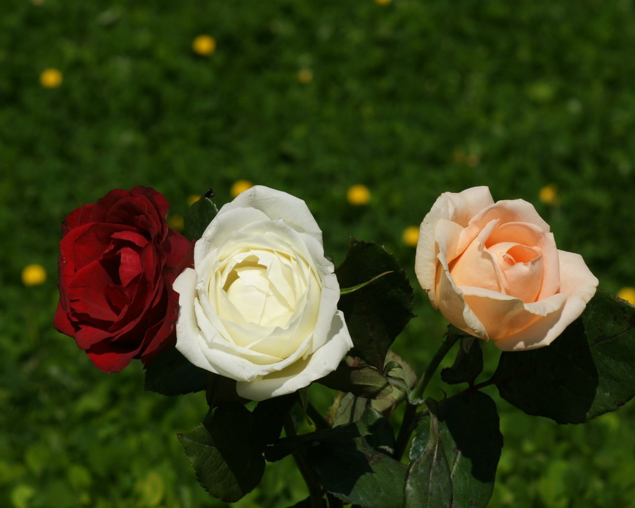 Rose Photo Wallpaper (9) #12 - 1280x1024