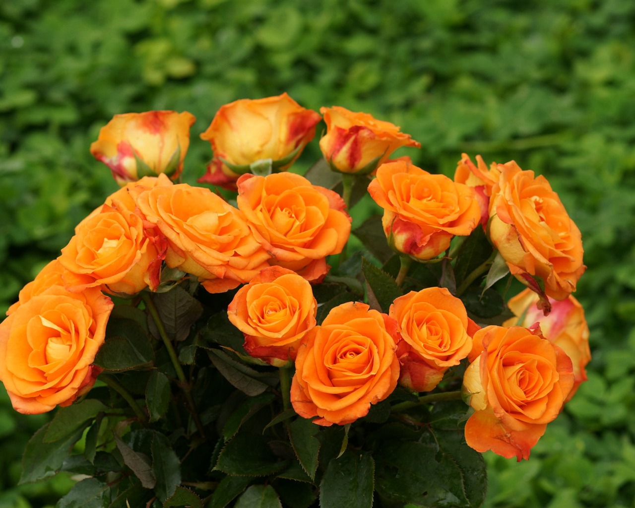 Rose Foto tapety (9) #13 - 1280x1024