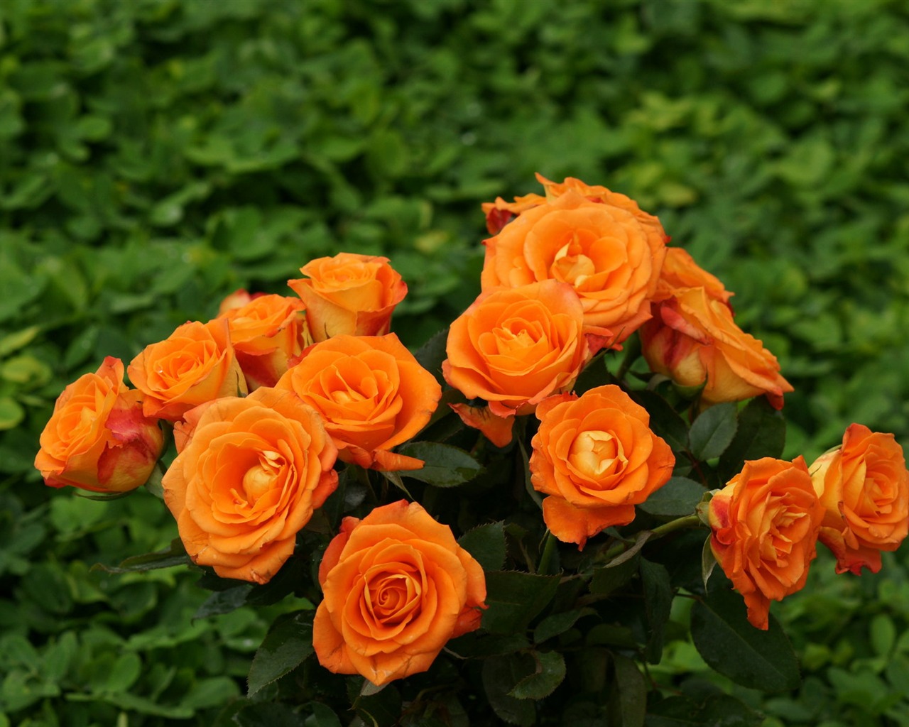 Rose Foto tapety (9) #14 - 1280x1024