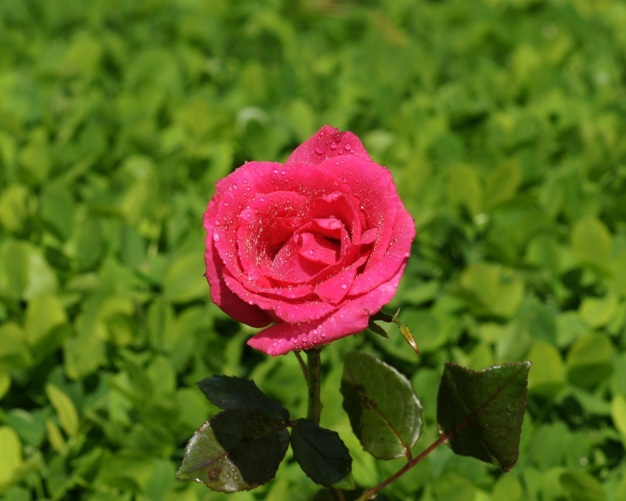 Rose Photo Wallpaper (9) #17 - 1280x1024