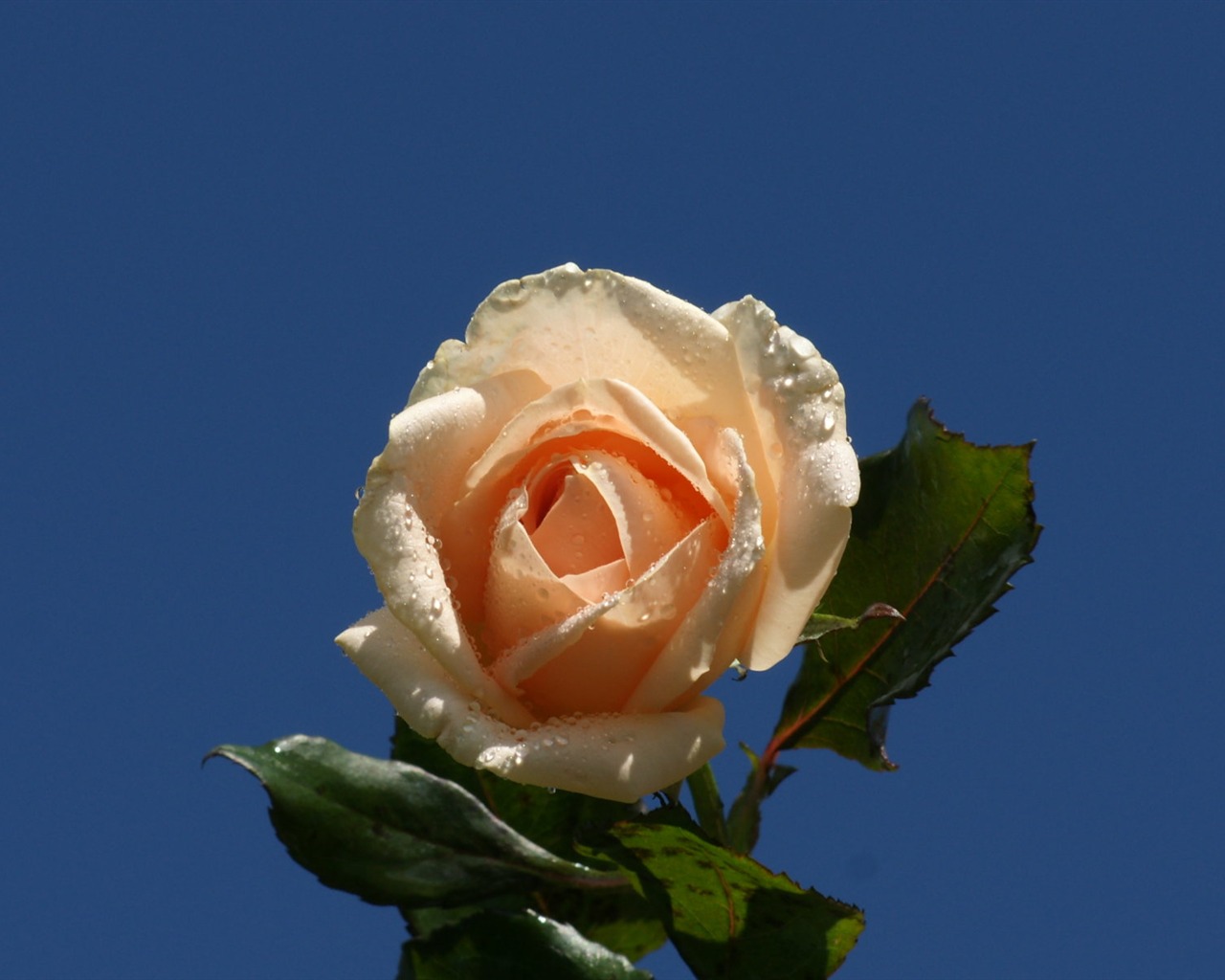 Rose Foto tapety (9) #18 - 1280x1024
