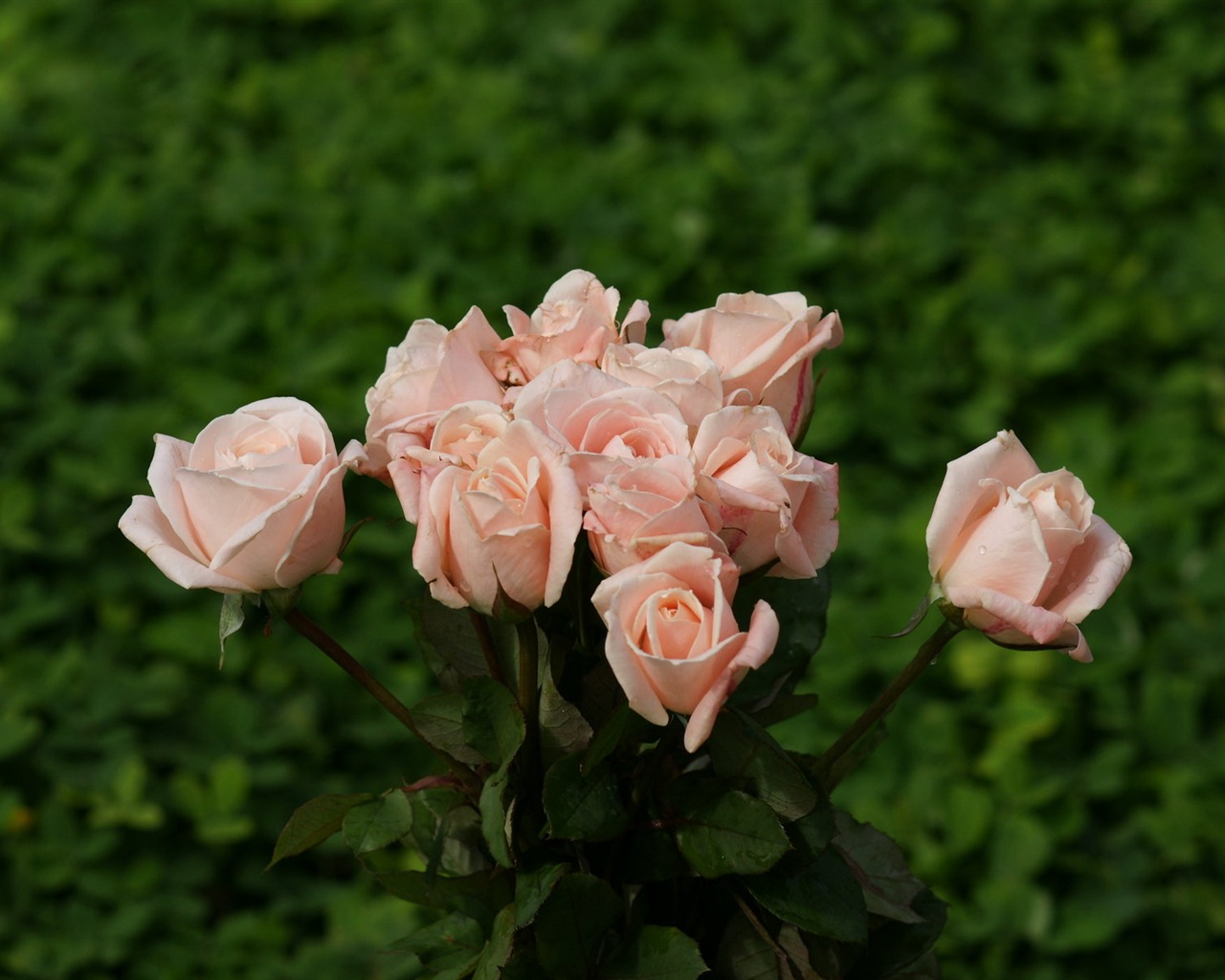 Rose Foto tapety (9) #20 - 1280x1024