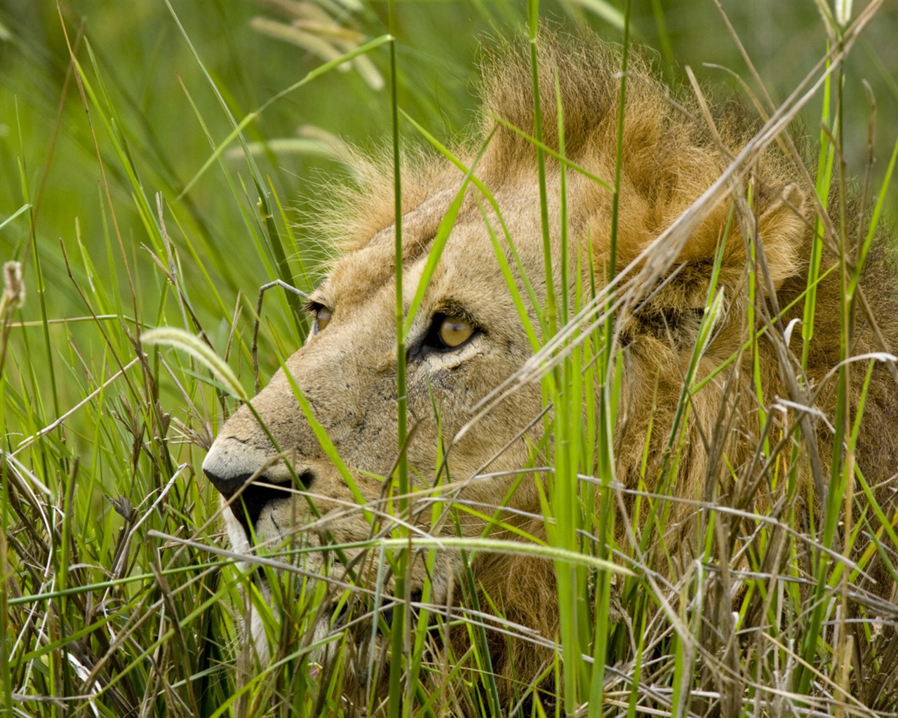 Animal Widescreen Wallpapers Collection (25) #11 - 1280x1024