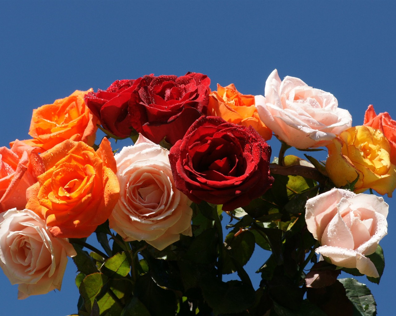 Rose Foto tapety (10) #1 - 1280x1024