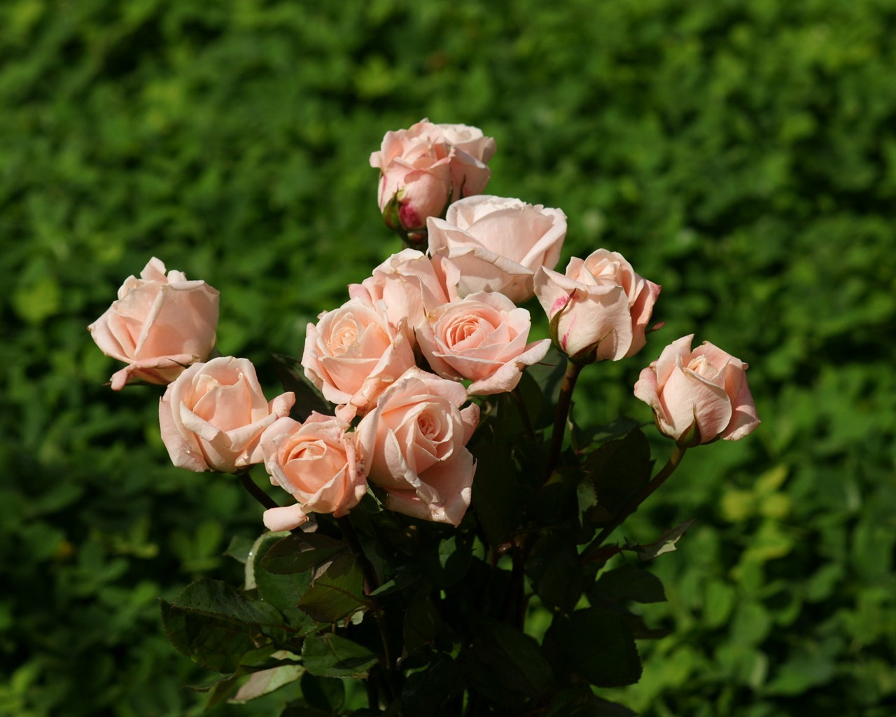 Rose Photo Wallpaper (10) #2 - 1280x1024