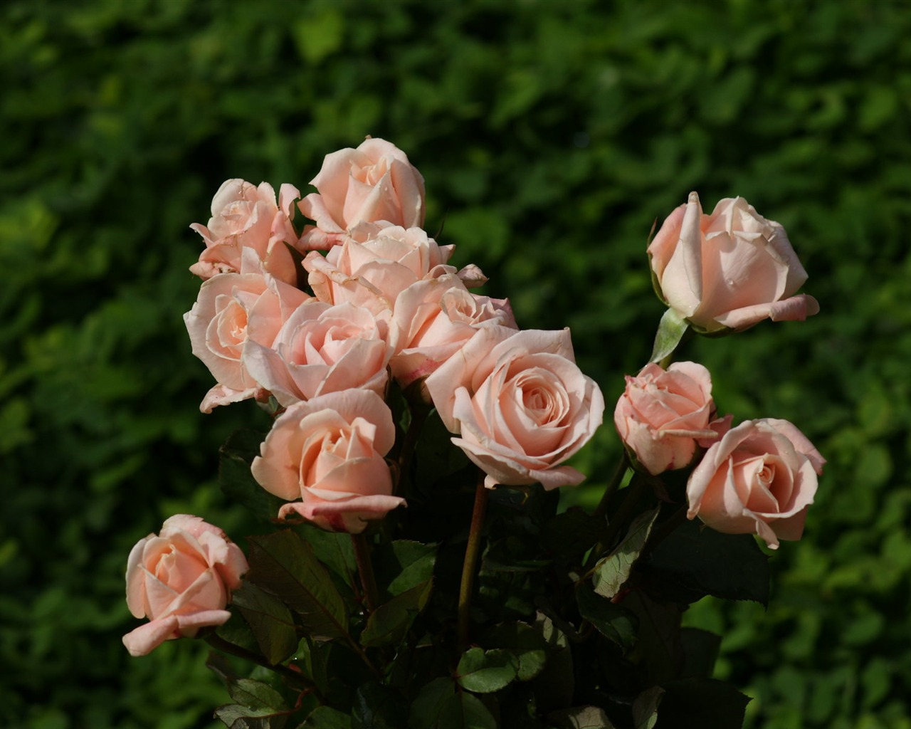 Rose Foto tapety (10) #3 - 1280x1024