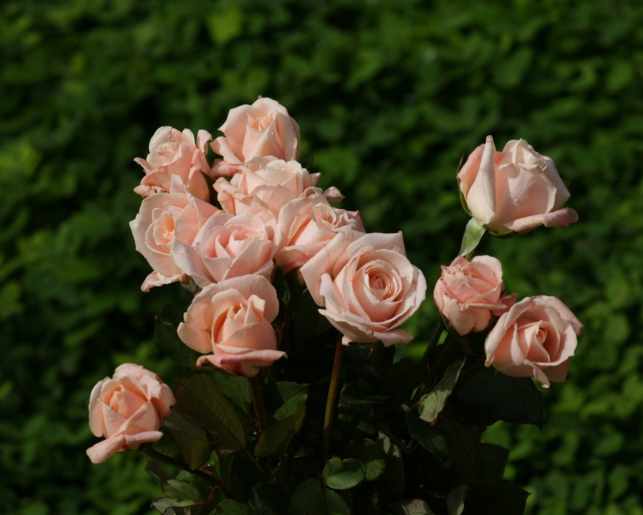 Rose Photo Wallpaper (10) #3 - 1280x1024