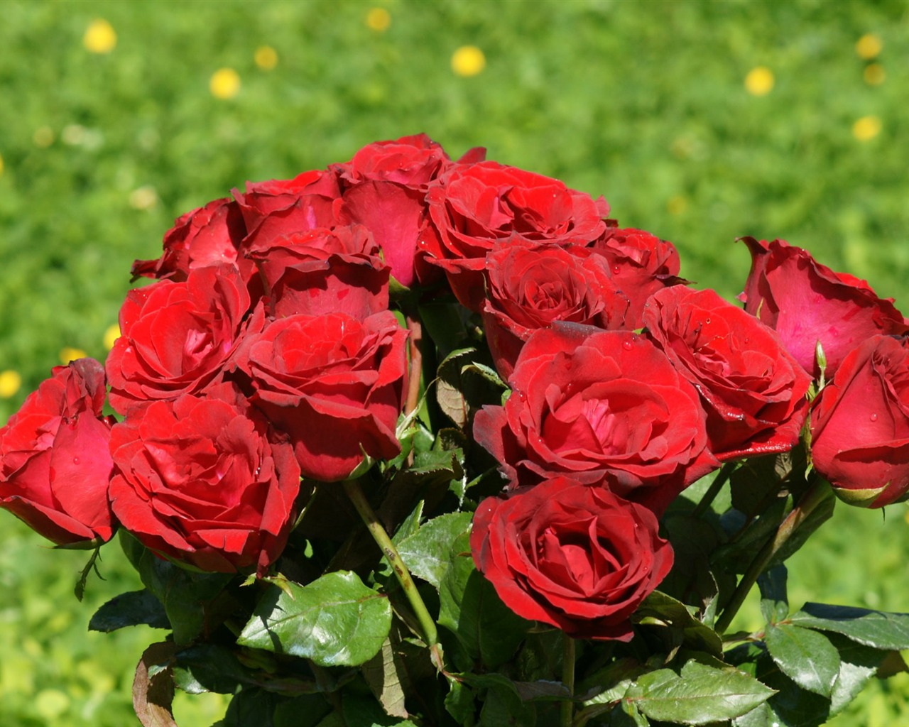 Rose Foto tapety (10) #4 - 1280x1024