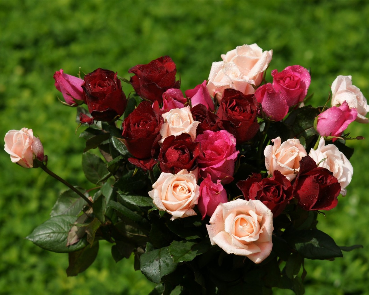 Rose Foto tapety (10) #10 - 1280x1024