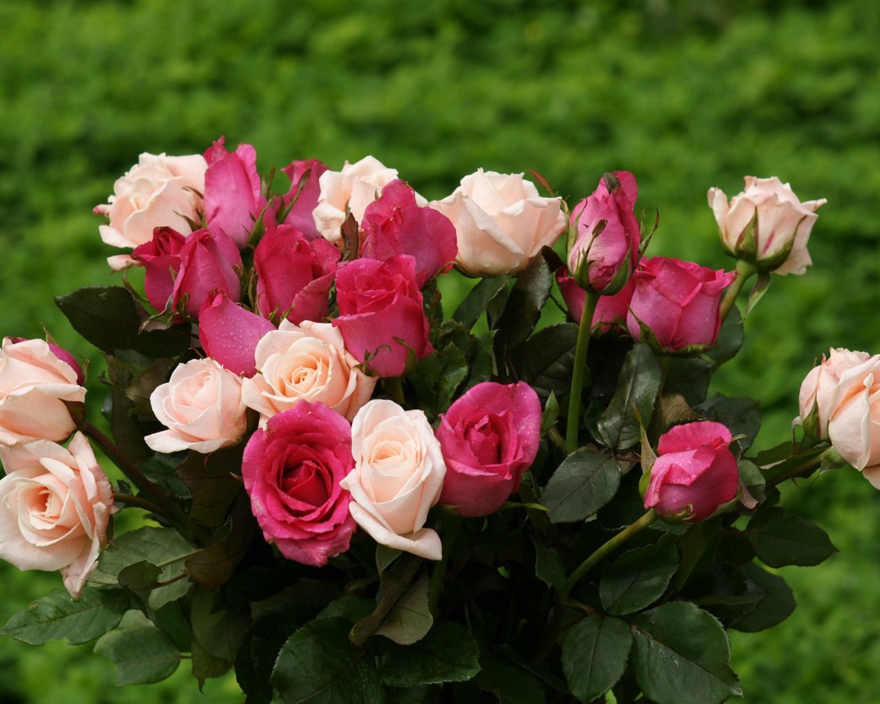 Rose Foto tapety (10) #11 - 1280x1024