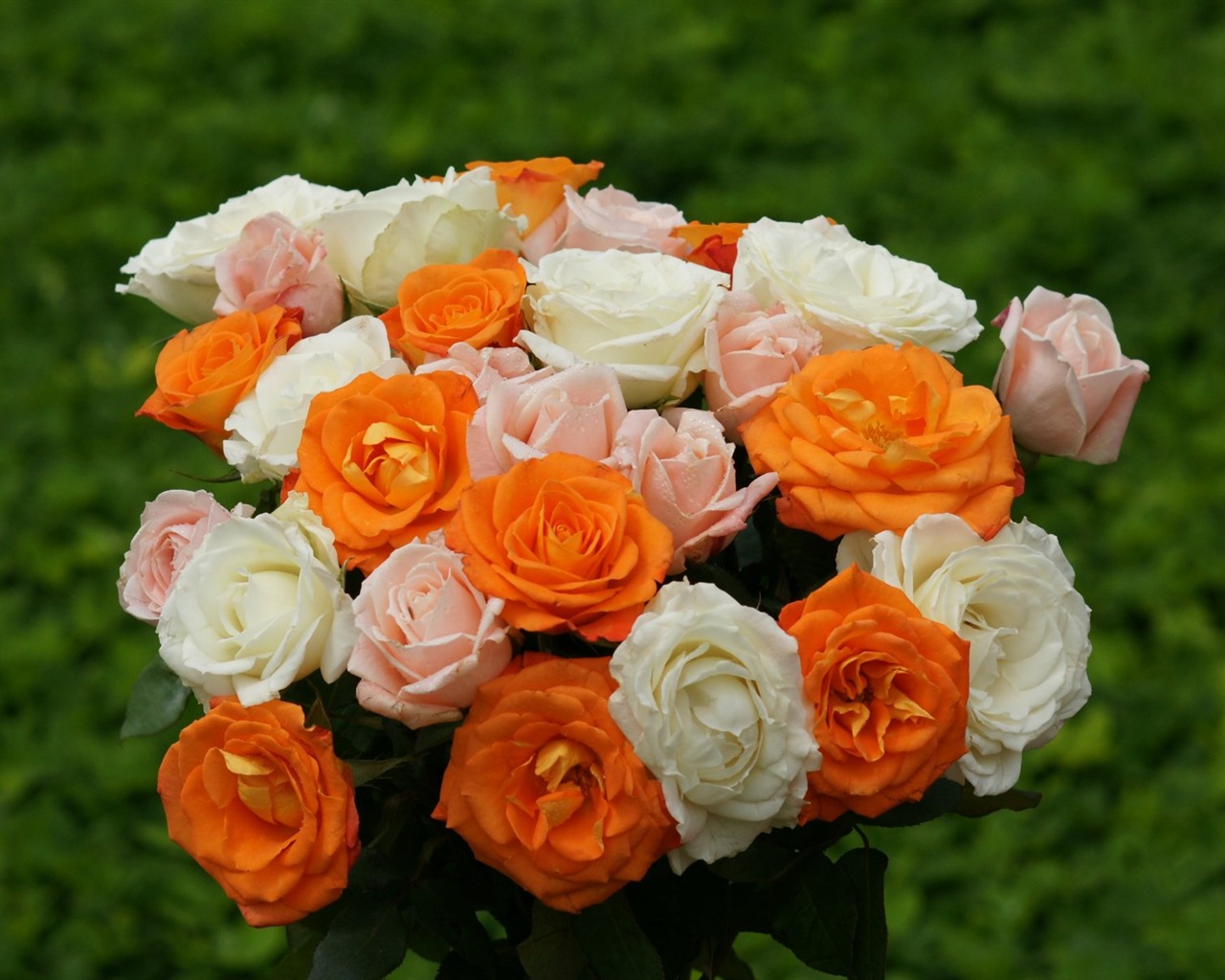 Rose Foto tapety (10) #15 - 1280x1024