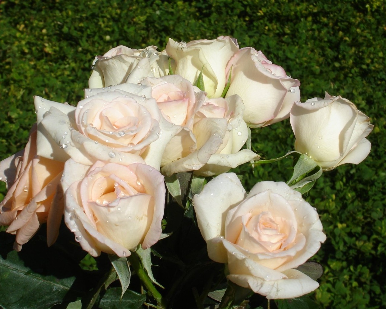 Rose Foto tapety (10) #19 - 1280x1024