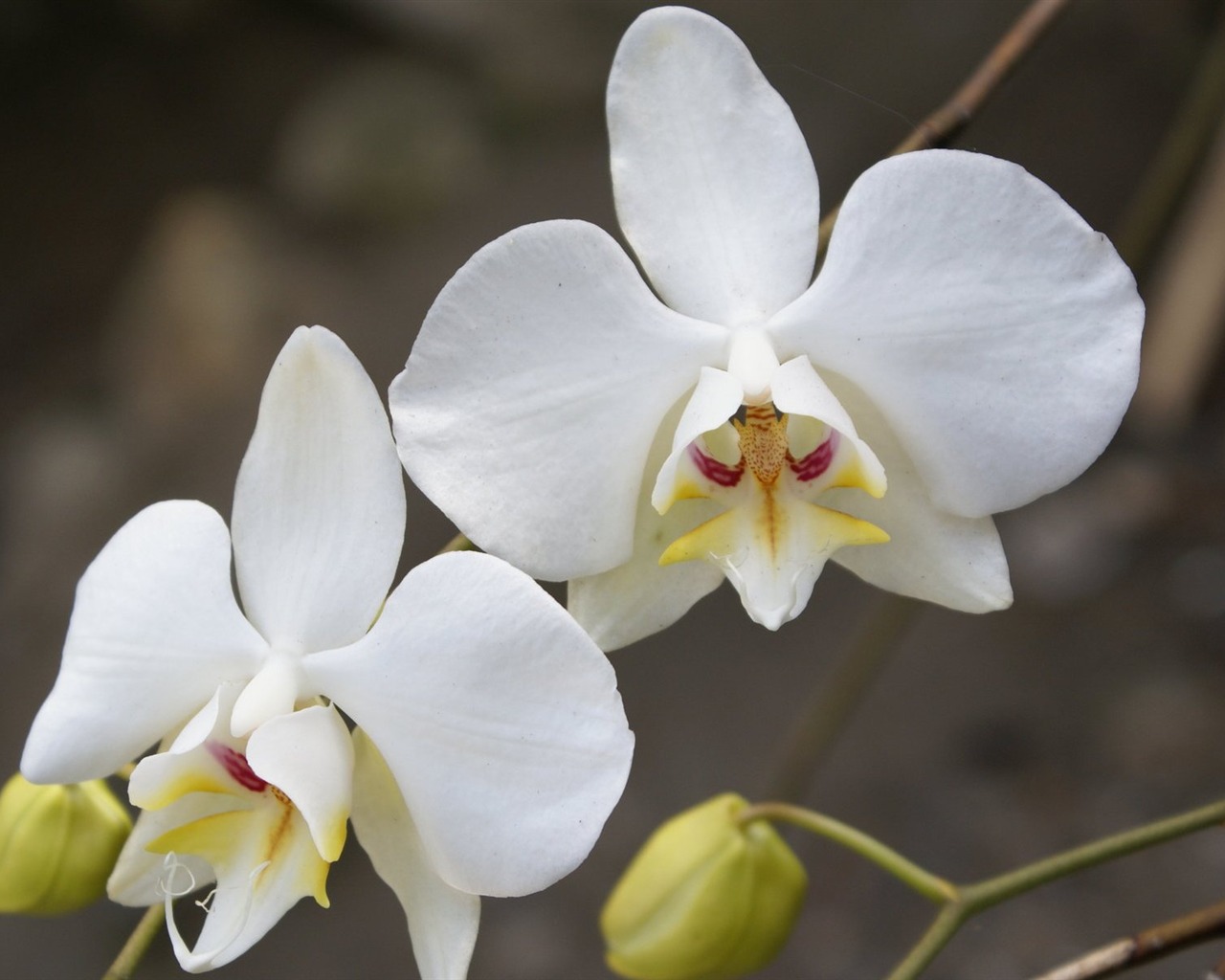 Orchidej tapety foto (1) #1 - 1280x1024