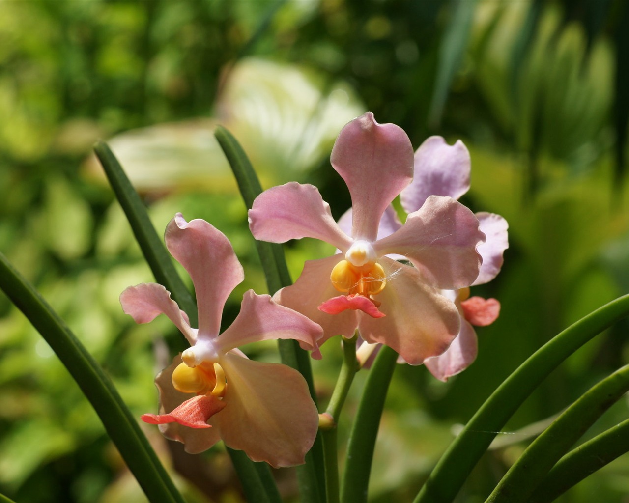 Orchidej tapety foto (1) #2 - 1280x1024