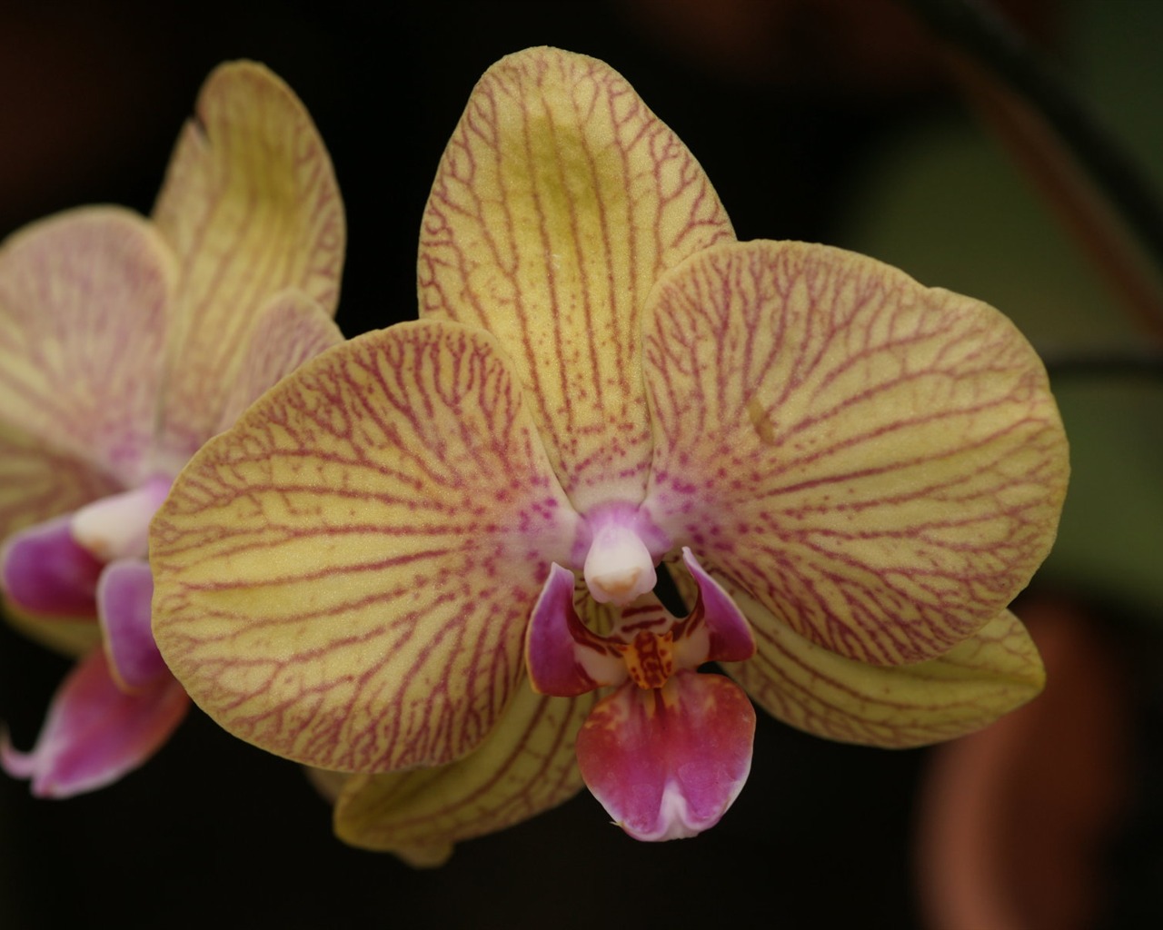 Orchidej tapety foto (1) #3 - 1280x1024