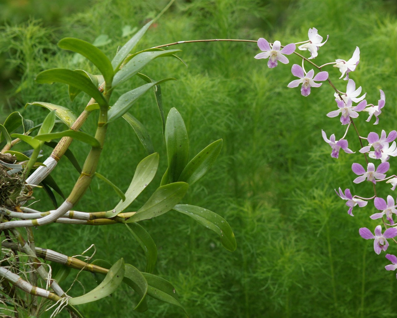 Orchidej tapety foto (1) #4 - 1280x1024