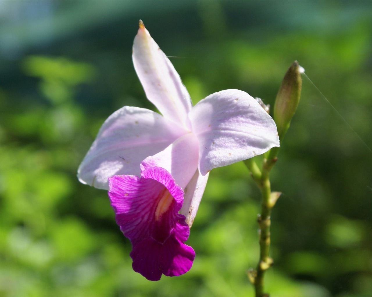Orchidej tapety foto (1) #7 - 1280x1024