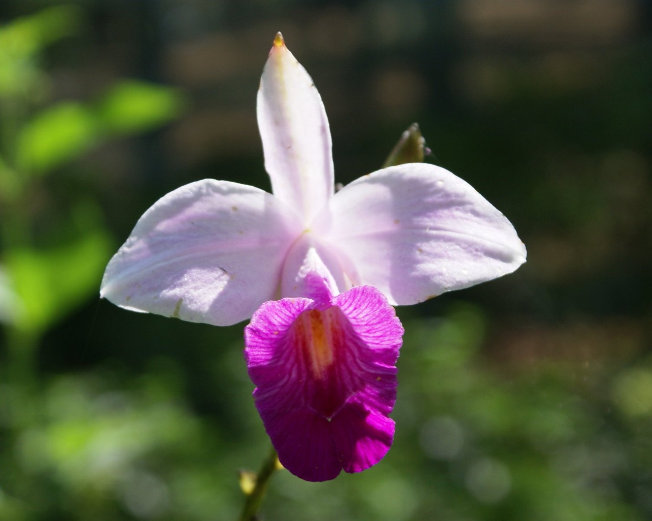 Orchidej tapety foto (1) #8 - 1280x1024