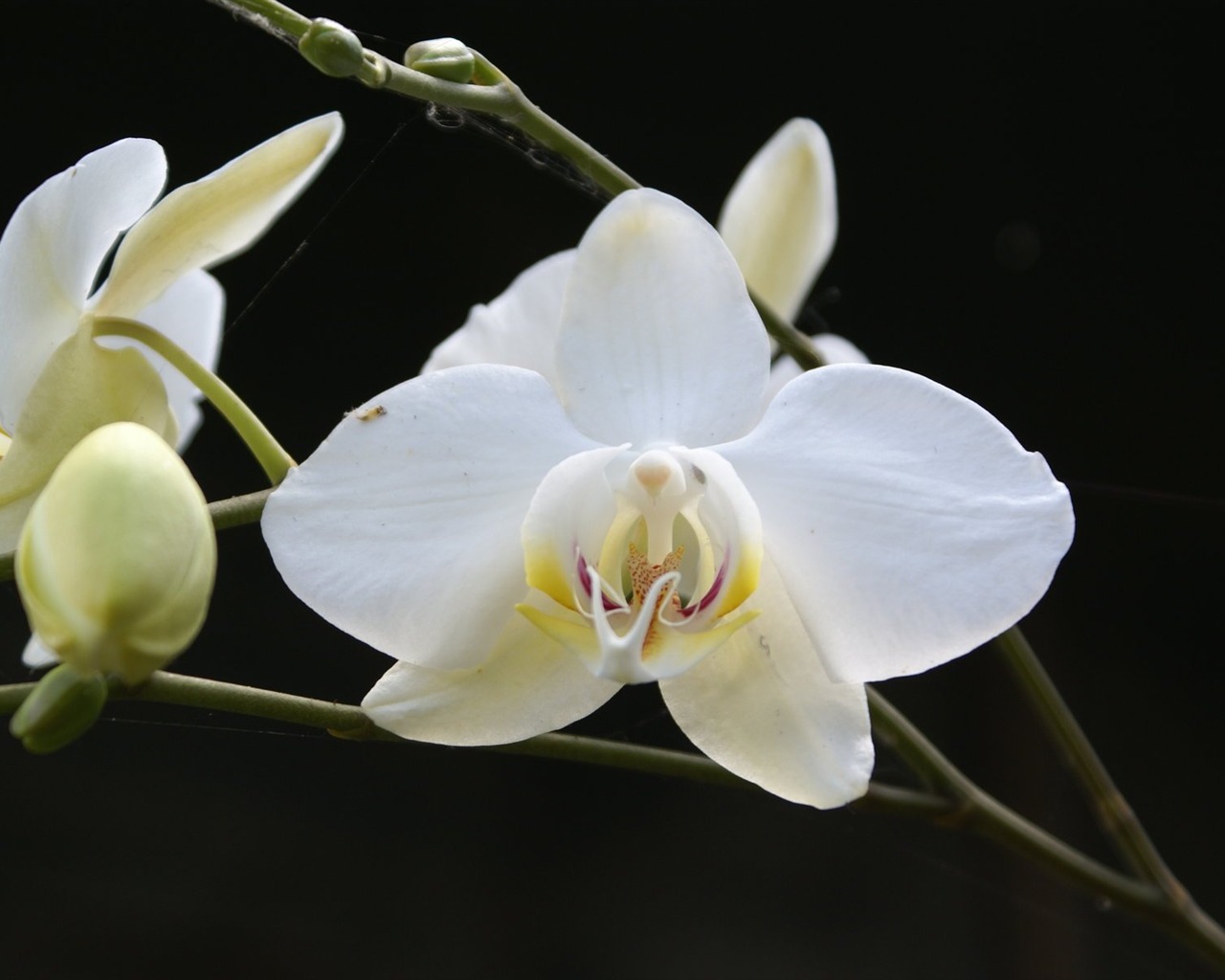 Orchidej tapety foto (1) #9 - 1280x1024