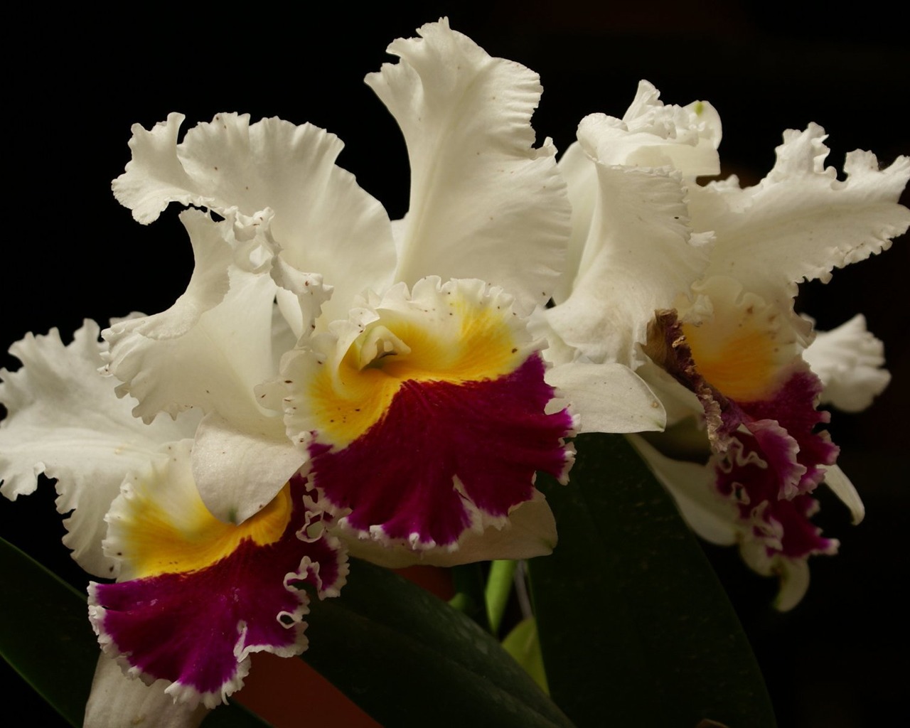 Orquídea foto de fondo de pantalla (1) #10 - 1280x1024