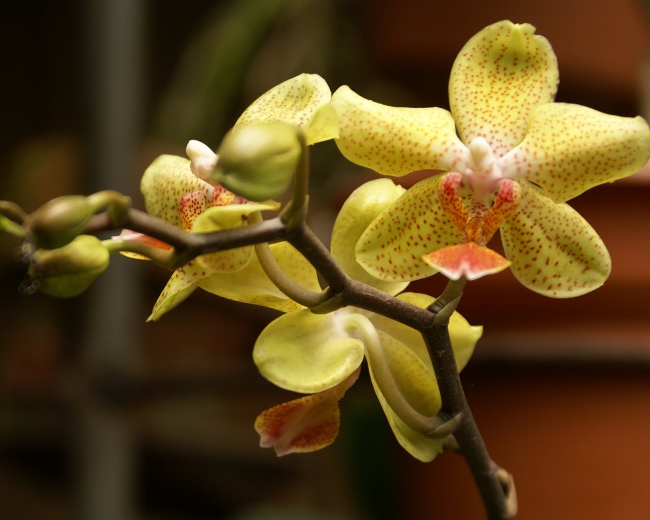 Orchidej tapety foto (1) #11 - 1280x1024