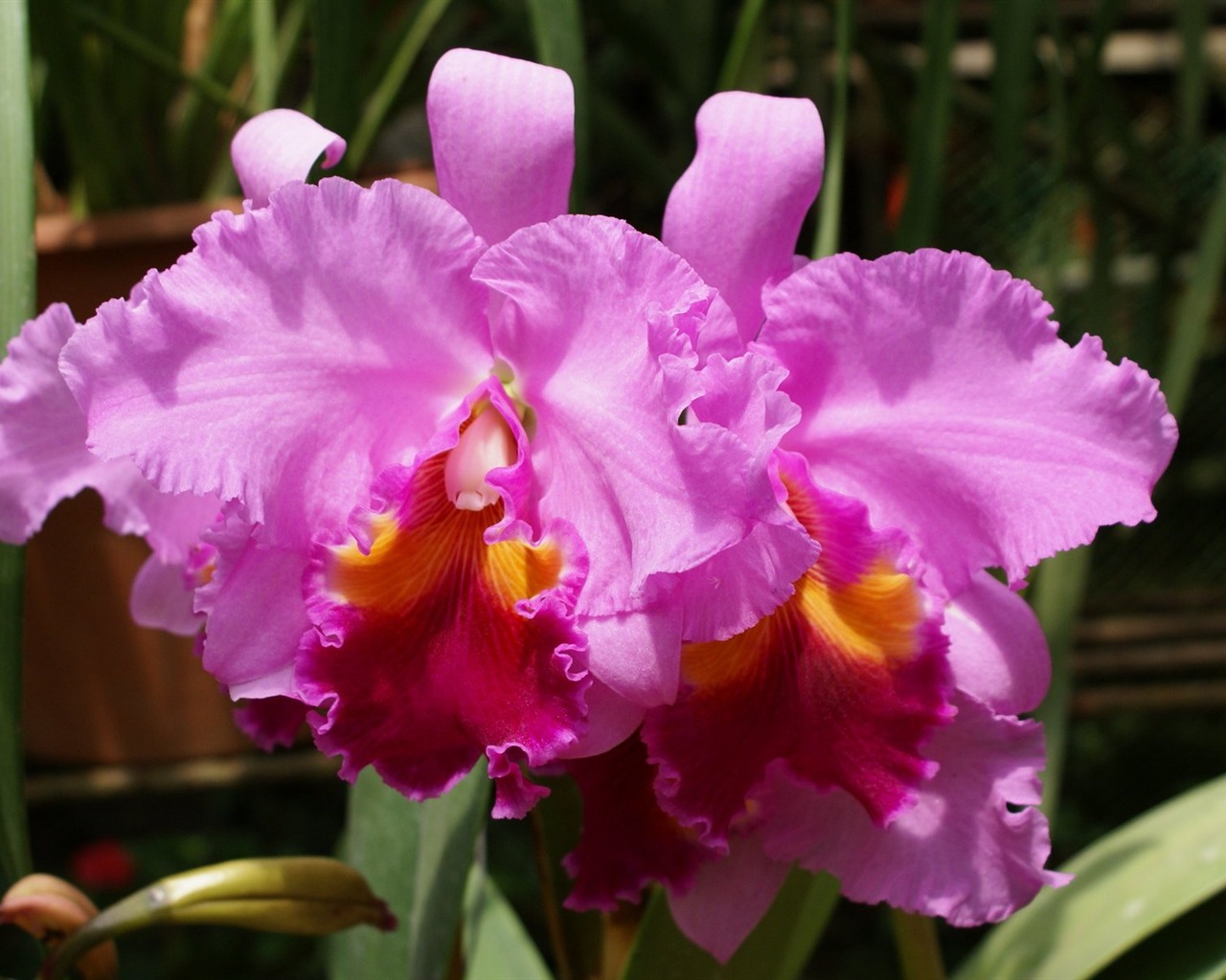Orchidej tapety foto (1) #14 - 1280x1024