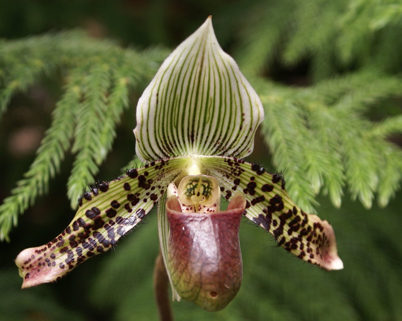 Orchidej tapety foto (1) #15 - 1280x1024