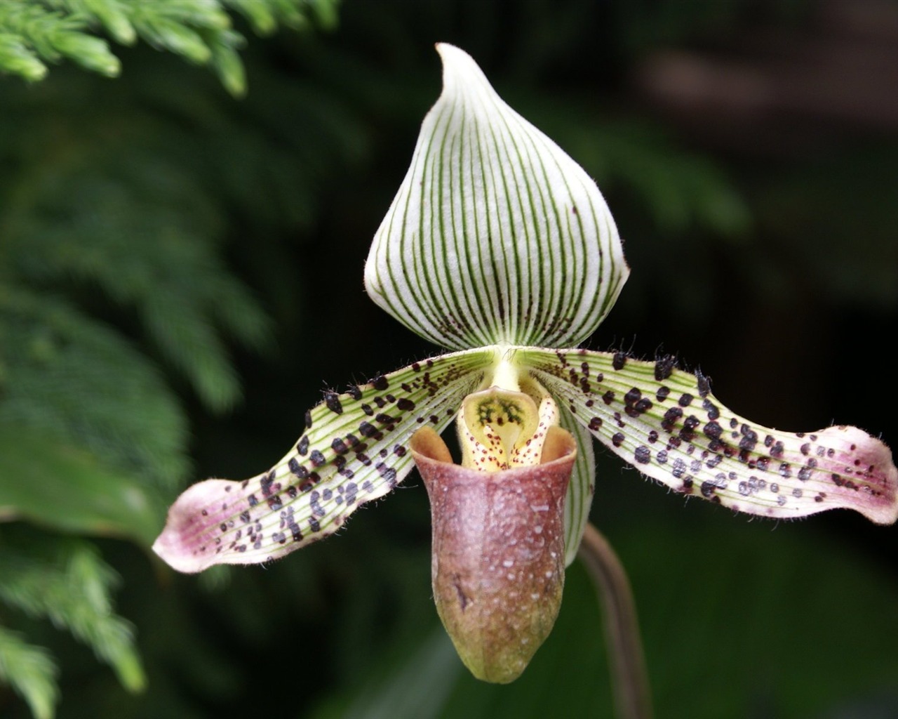 Orchidej tapety foto (1) #16 - 1280x1024