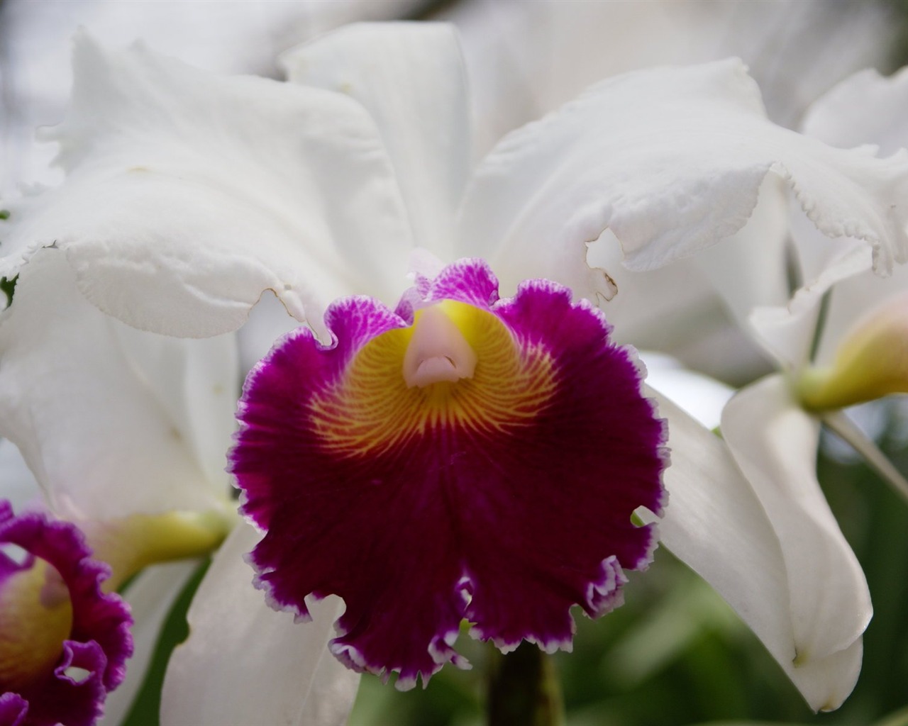 Orchidej tapety foto (1) #17 - 1280x1024