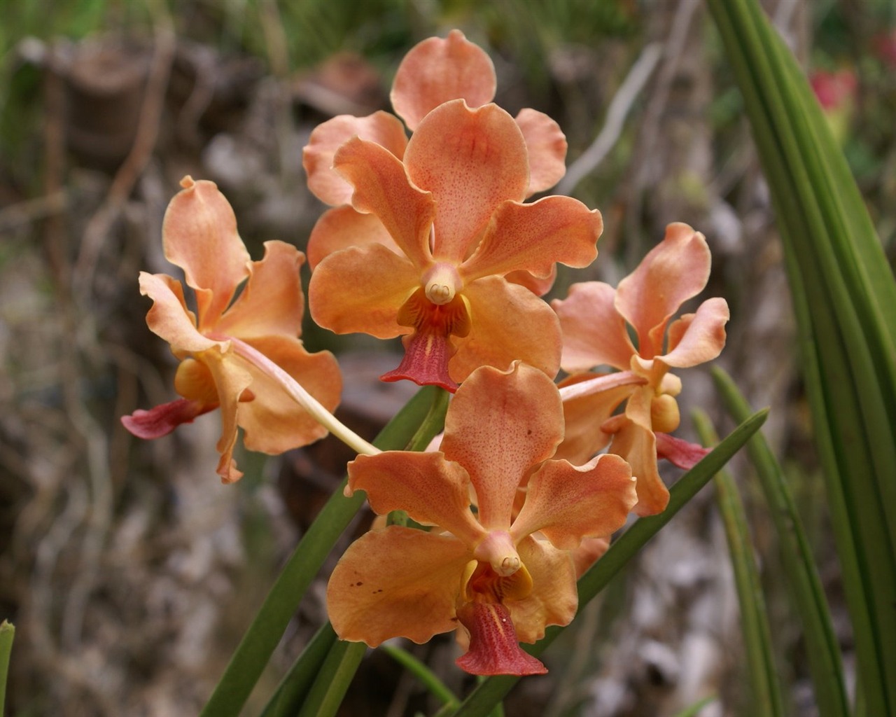 Orchidej tapety foto (1) #18 - 1280x1024