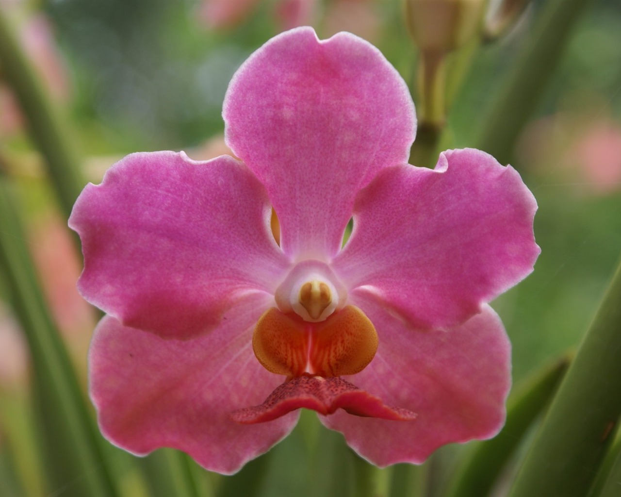 Orchidej tapety foto (1) #19 - 1280x1024