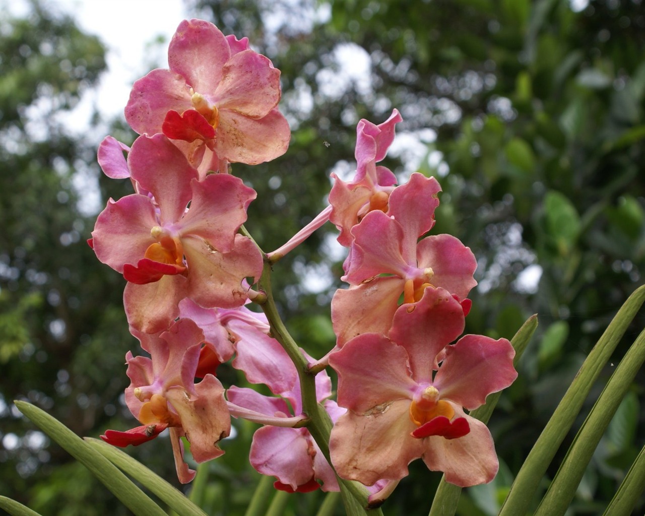 Orchidej tapety foto (1) #20 - 1280x1024