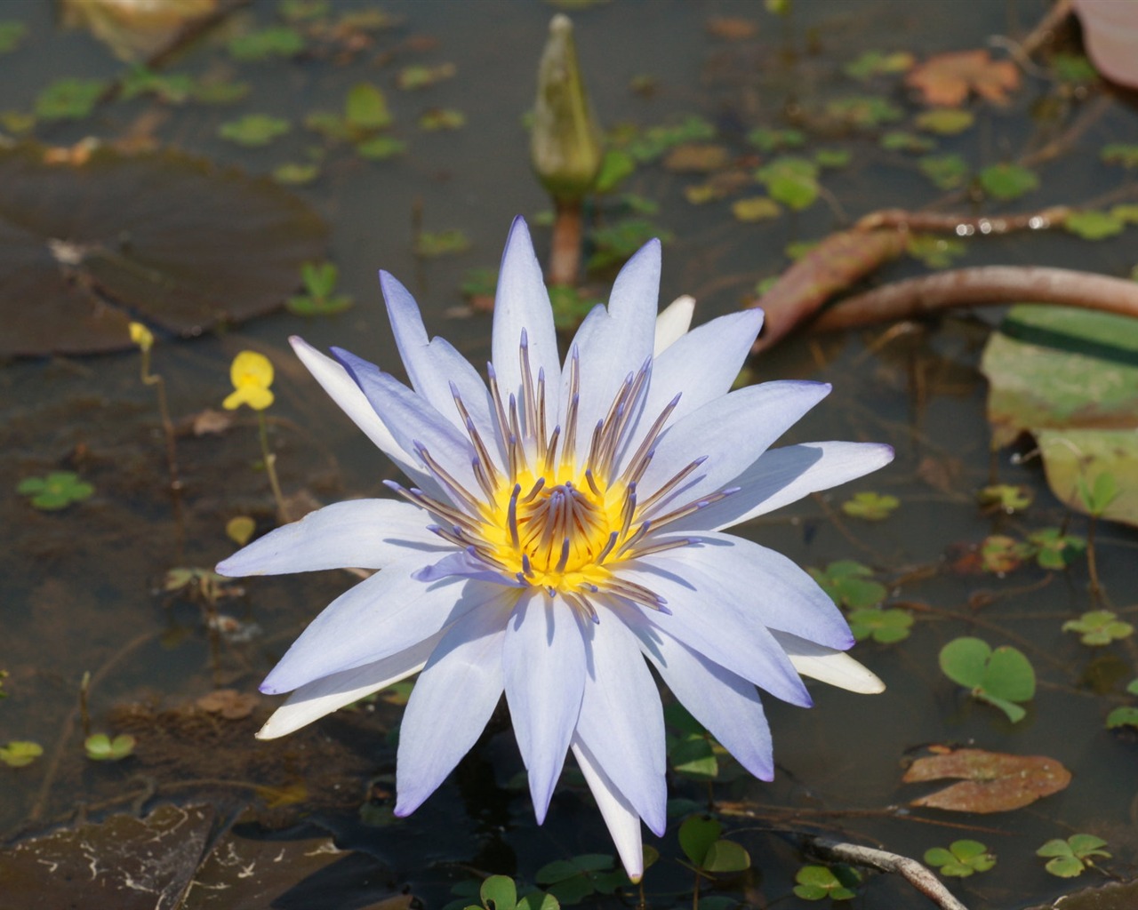 Lotus tapety foto (1) #2 - 1280x1024