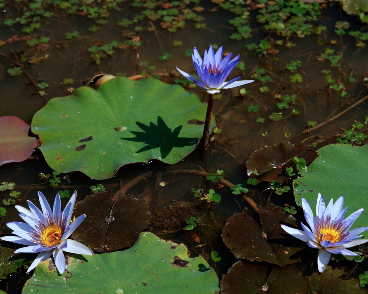 Lotus photo wallpaper (1) #3 - 1280x1024