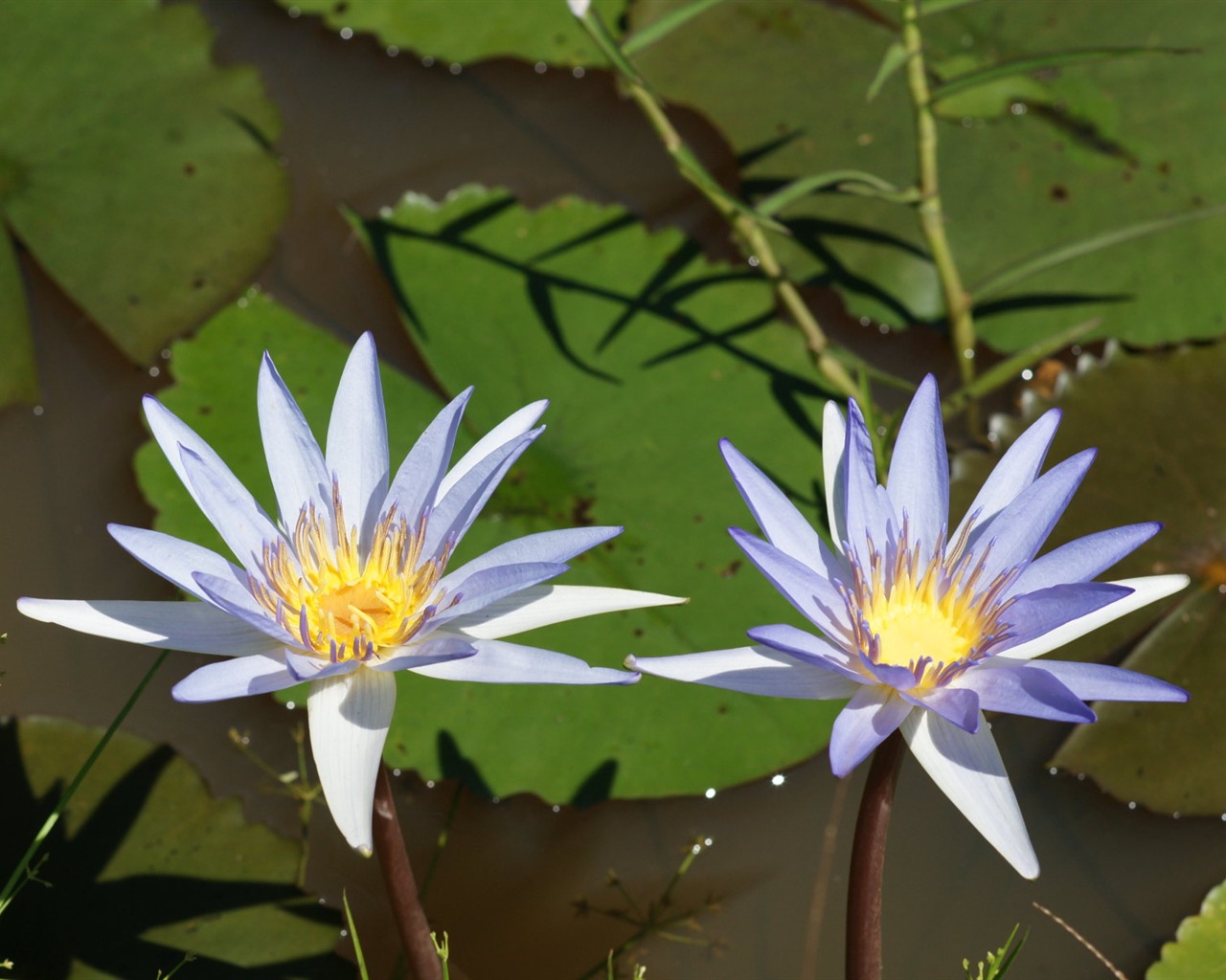 Lotus photo wallpaper (1) #4 - 1280x1024