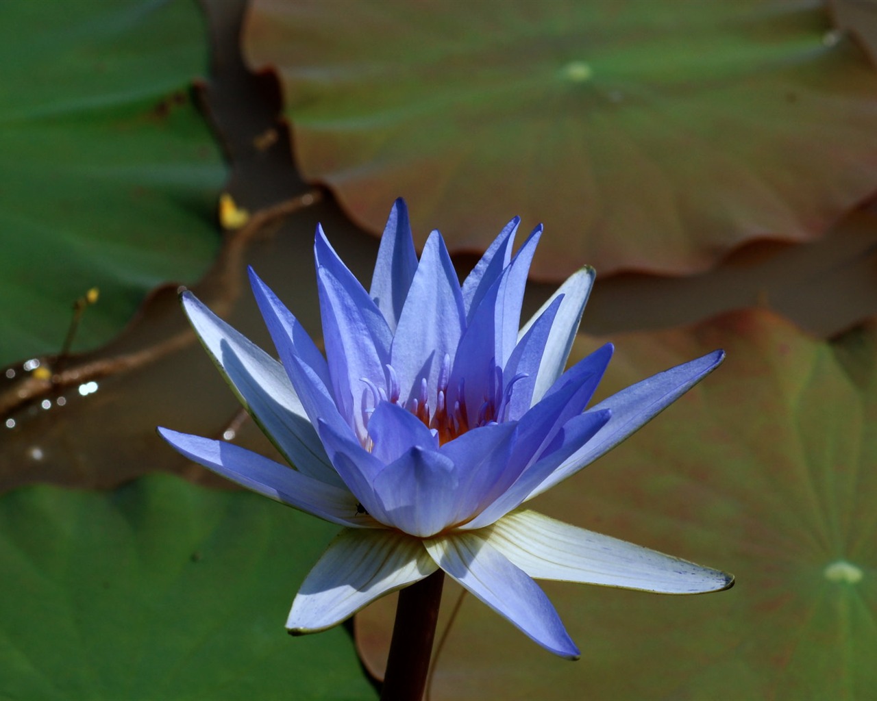 Lotus photo wallpaper (1) #7 - 1280x1024