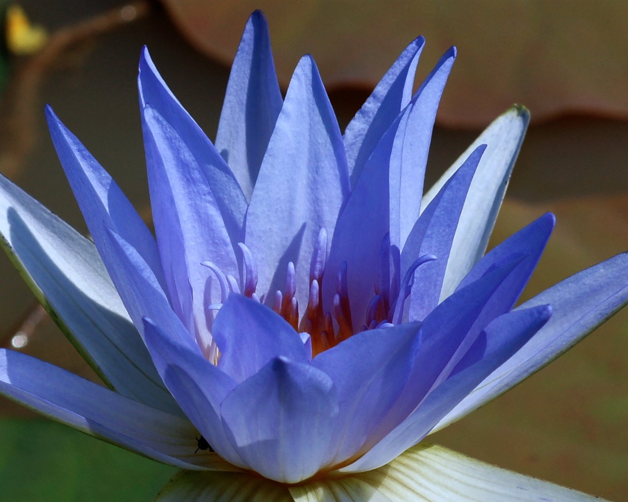 Lotus tapety foto (1) #8 - 1280x1024