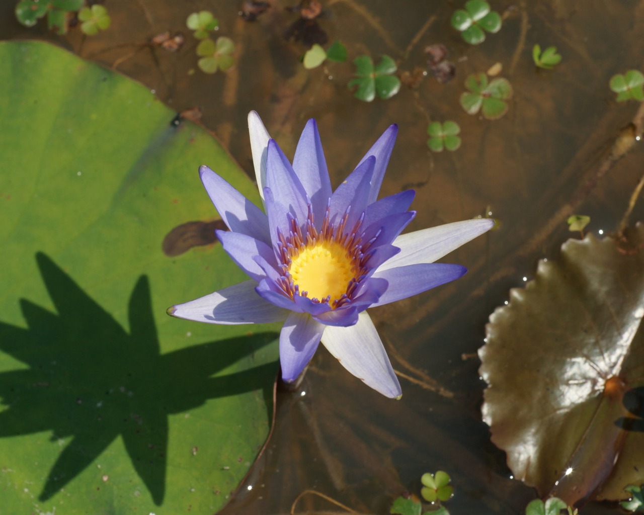Fond d'écran photo Lotus (1) #9 - 1280x1024