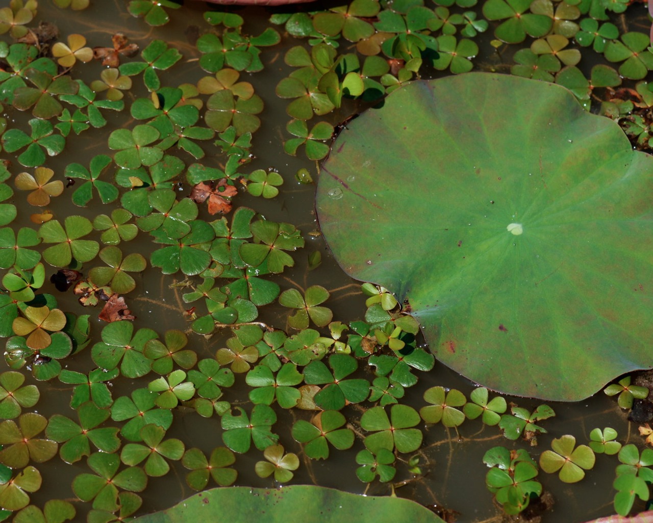 Lotus tapety foto (1) #12 - 1280x1024