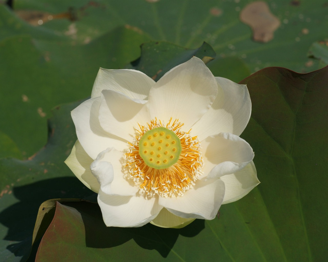 Lotus photo wallpaper (1) #13 - 1280x1024