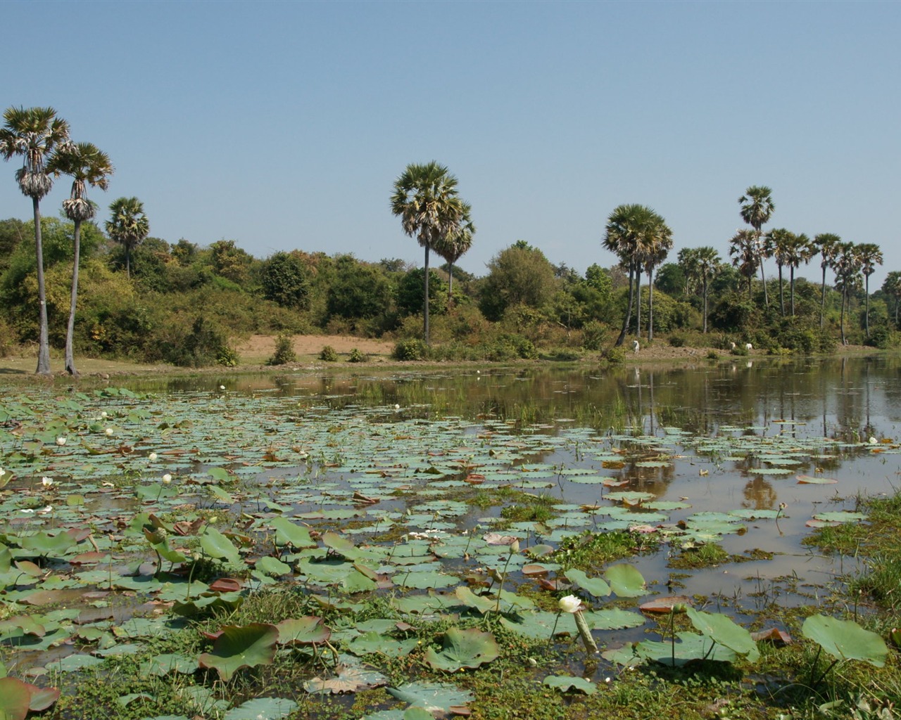 Lotus photo wallpaper (1) #14 - 1280x1024