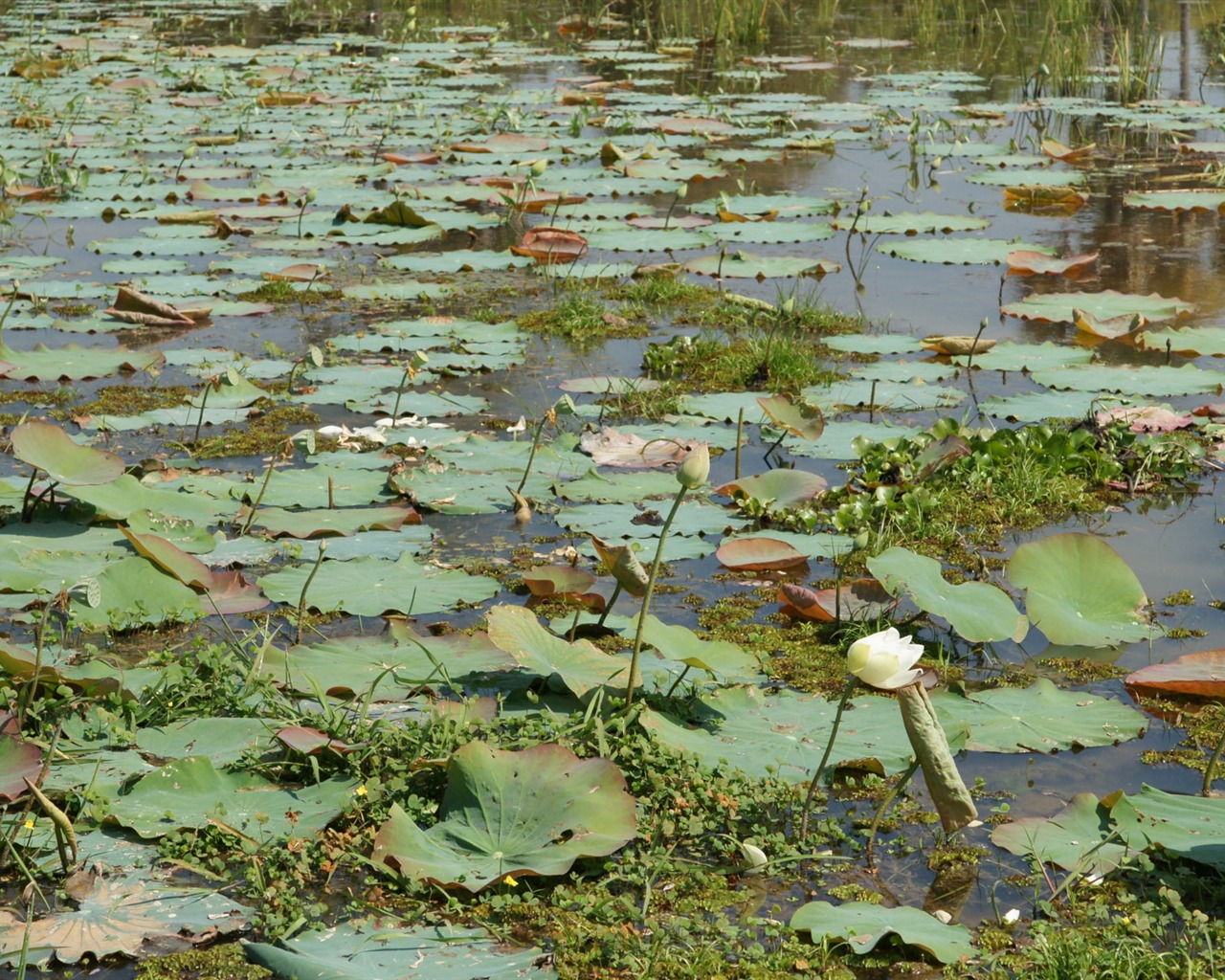 Lotus tapety foto (1) #16 - 1280x1024