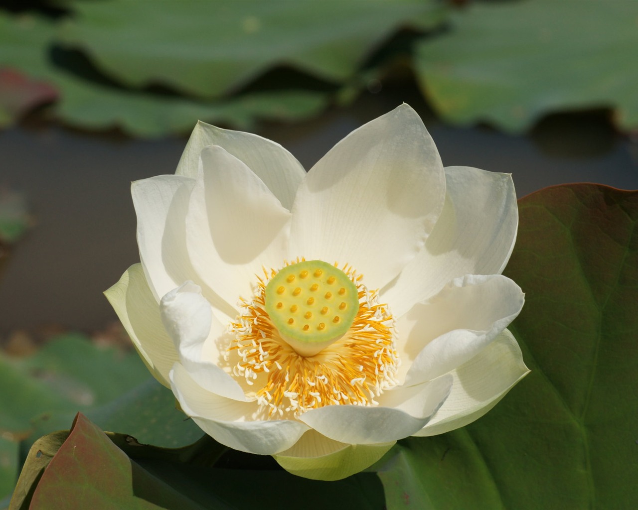 Lotus photo wallpaper (1) #18 - 1280x1024