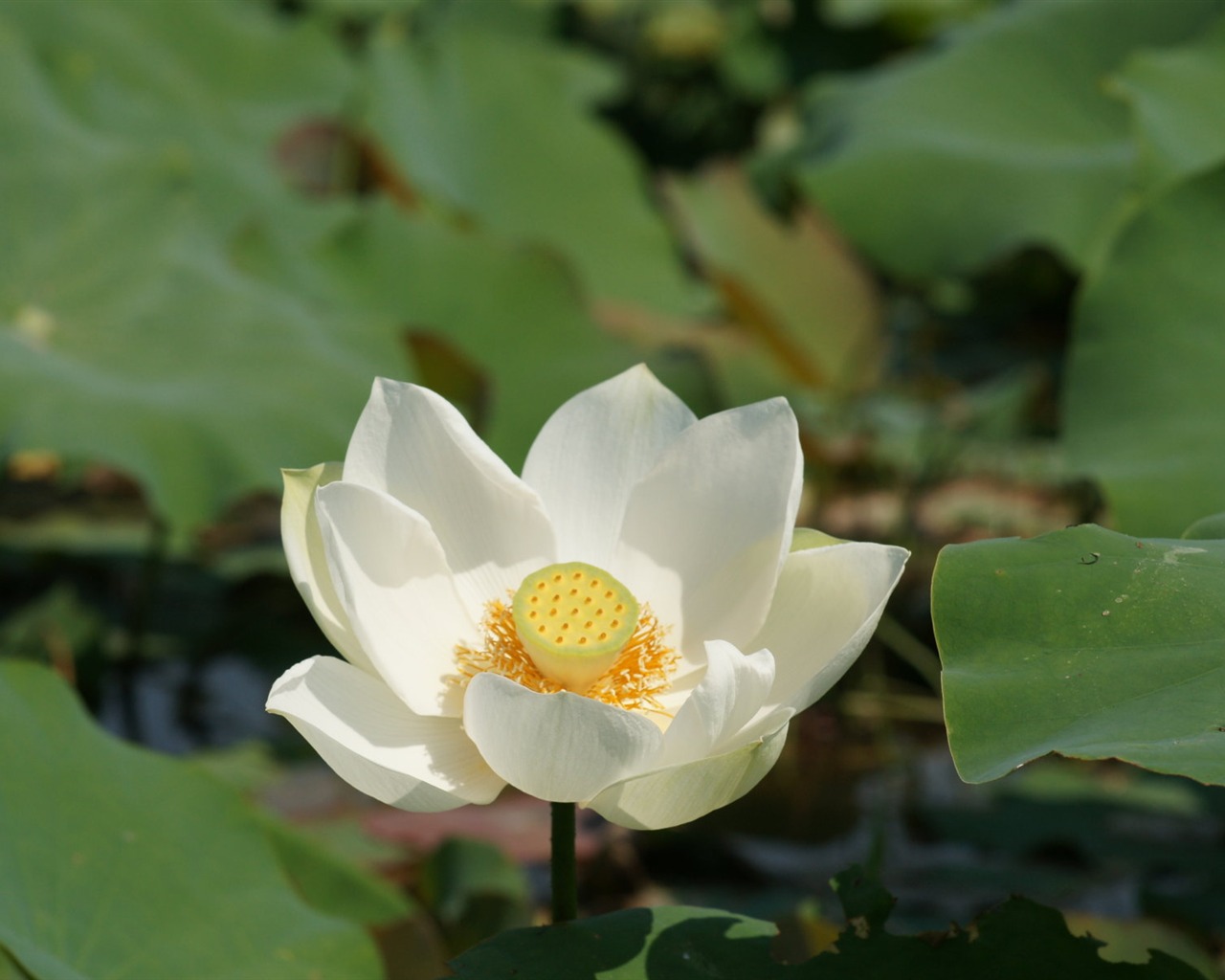 Lotus photo wallpaper (1) #19 - 1280x1024