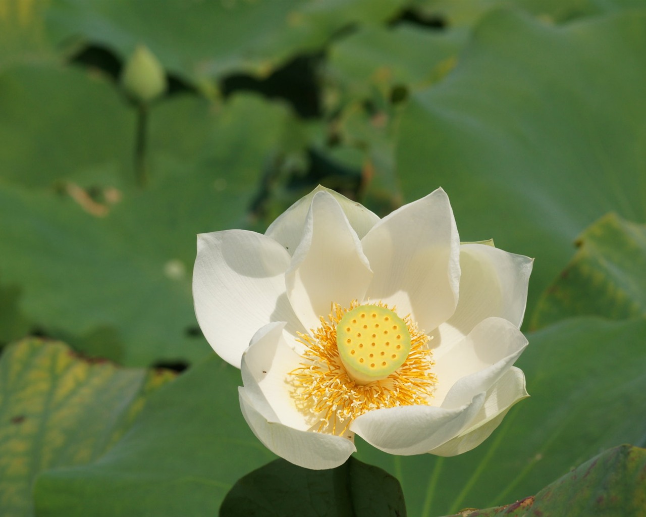 Lotus photo wallpaper (1) #20 - 1280x1024